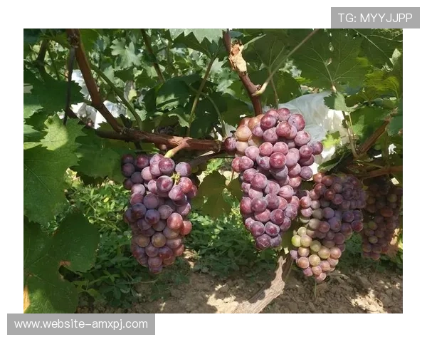 新葡萄娱乐城登录多设备同步登录操作指南 新葡萄娱乐城登录多设备同步登录操作指南